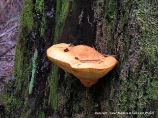 Fungi in the Forest