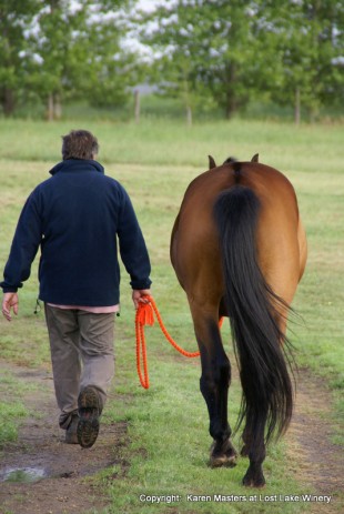 Horse & Rider Pemberton